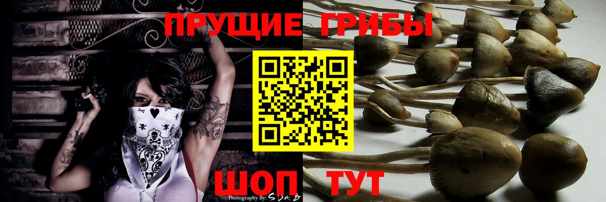 Галлюциногенные грибы Psilocybe Киров